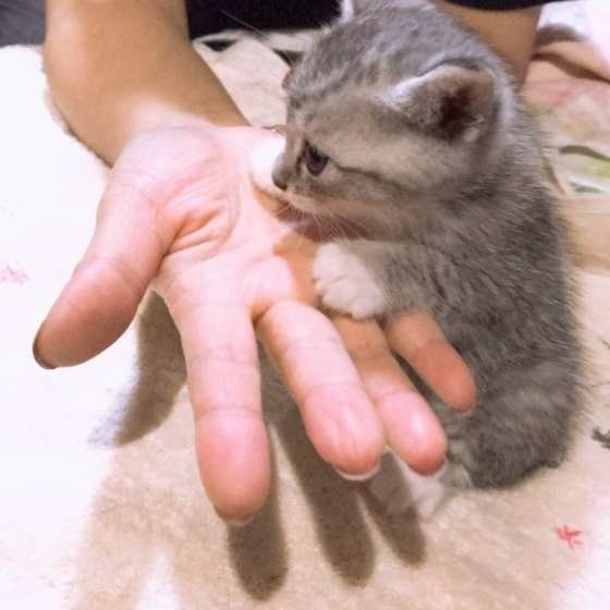 飼い主さんの手に触れる猫