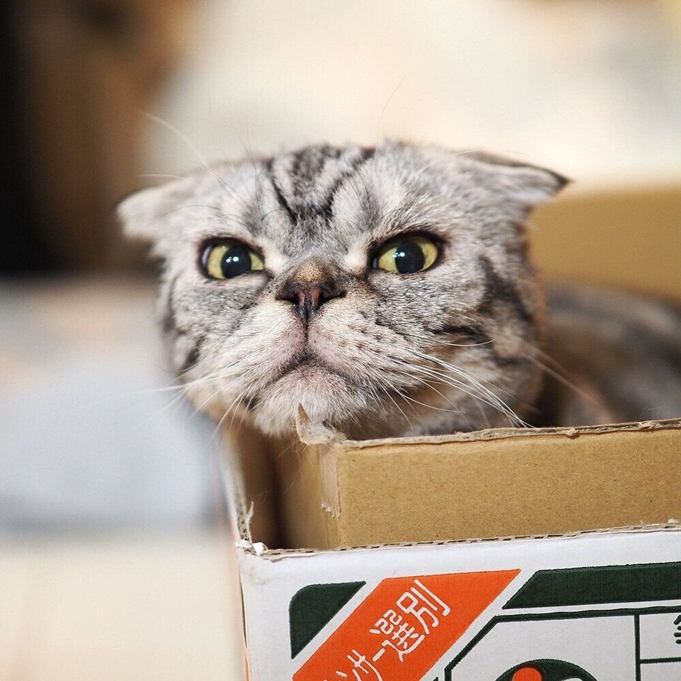 シニア猫になっても食欲は変わらず つまみ食いを挑戦するも徒労に終わったお話 連載 渋ネコししまるさん 152 ねこのきもちweb Magazine シニア猫になっても食欲は変わらず つまみ食いを挑戦するも徒労に終わったお話 連載 渋ネコししまるさん 152 ねこのきもちweb Magazine