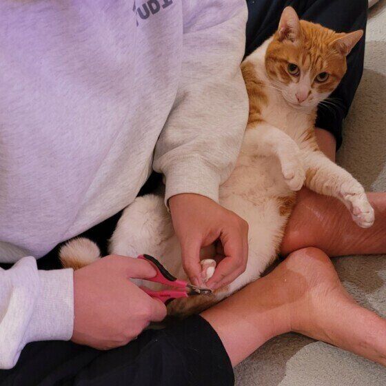 リラックスして爪切りを受ける茶白猫