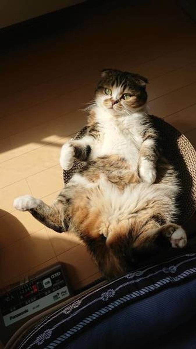 もふもふがたまらニャい 思わず顔を埋めたくなる猫画像集めました ねこのきもちweb Magazine もふもふがたまらニャい 思わず顔を埋めたくなる猫画像集めました ねこのきもちweb Magazine