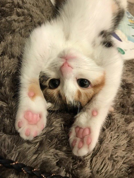 ねこのきもち投稿写真ギャラリー