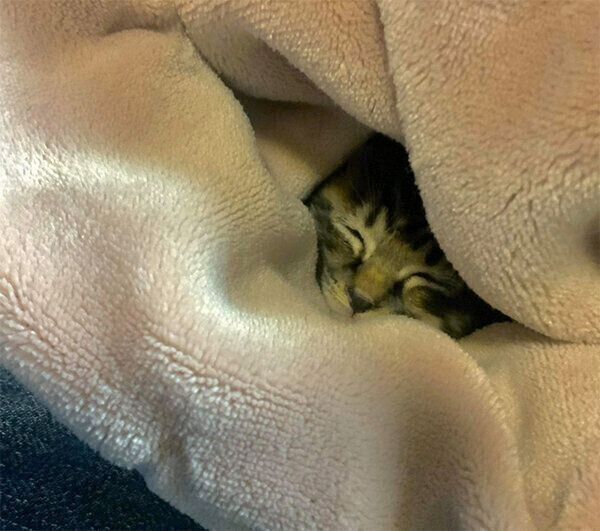 眠るミュウくん