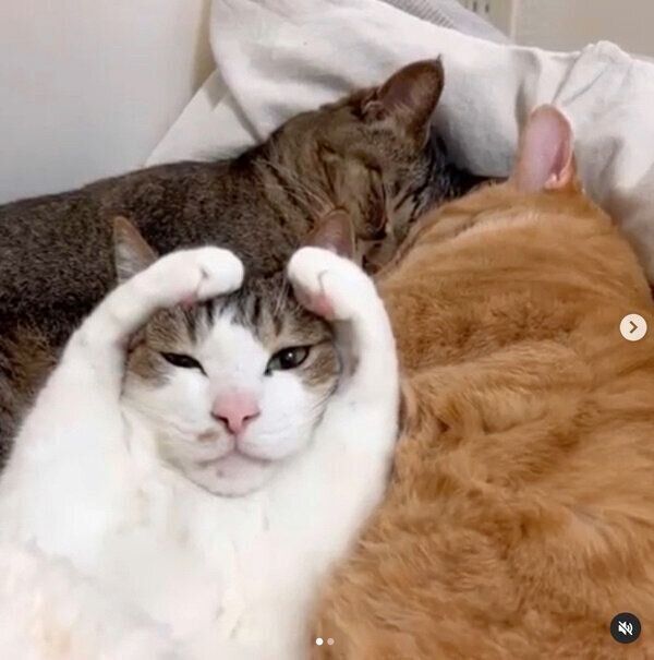 可愛らしいポーズをするマイレくん