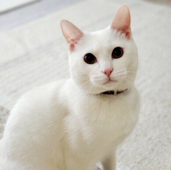 クリクリの目がかわいい白猫