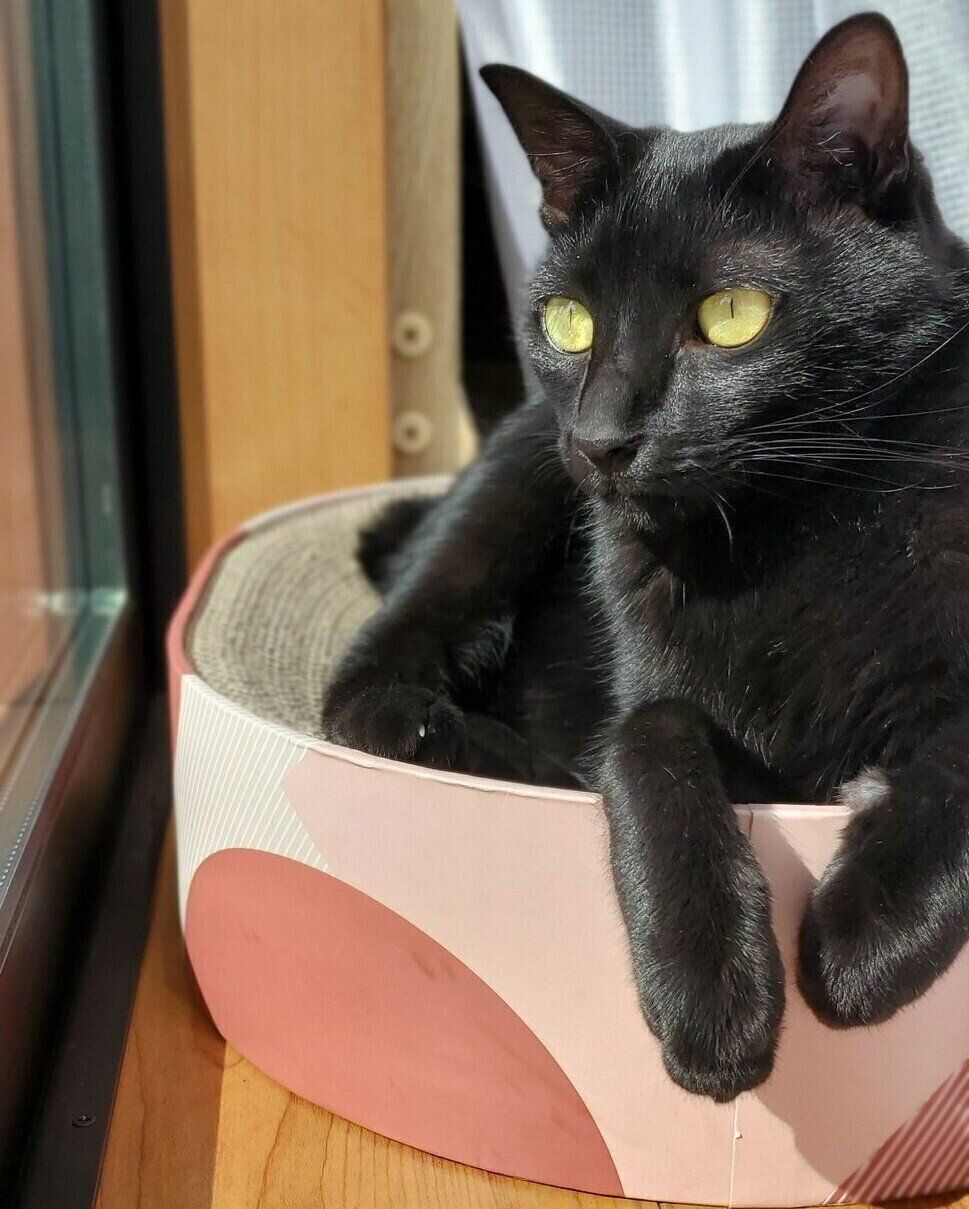 ニャルソック中のまめ蔵くん