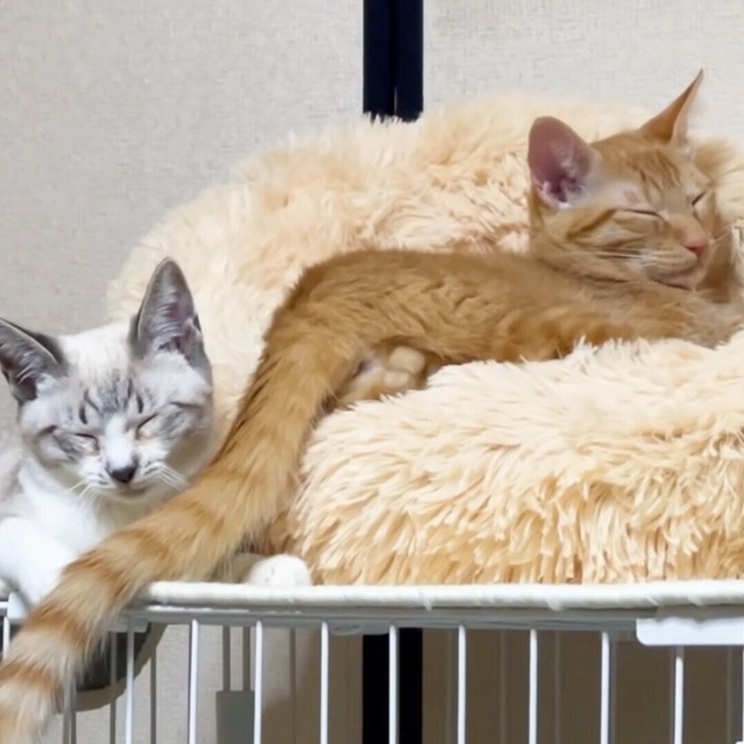 すっかり眠くなってしまった二匹