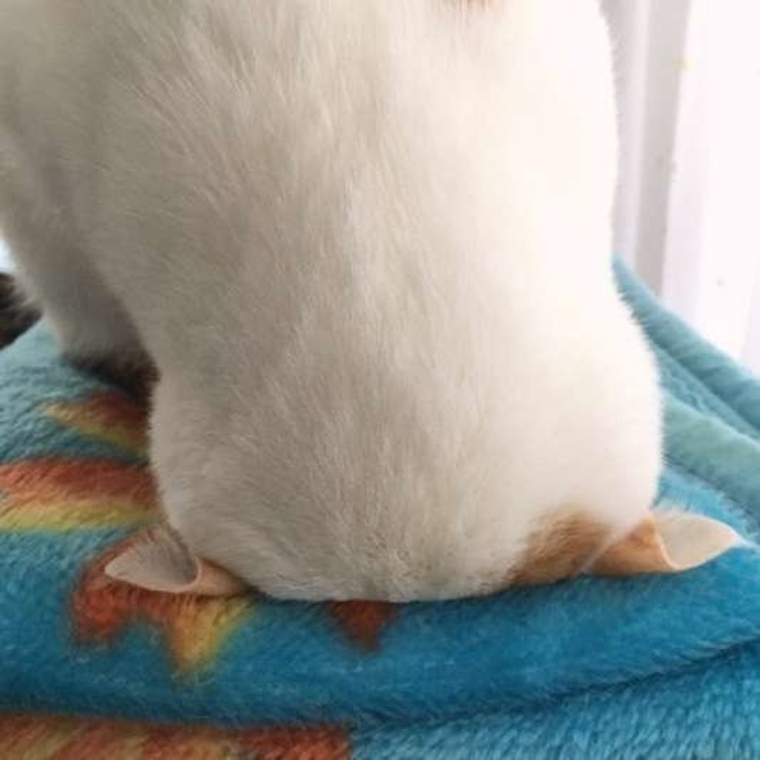 どれがお好き 後頭部フェチをうならせる猫の ごめん寝 5選 ねこのきもちweb Magazine どれがお好き 後頭部フェチをうならせる猫の ごめん寝 5選 ねこのきもちweb Magazine