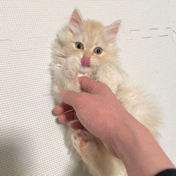 子猫時代のハウルくん