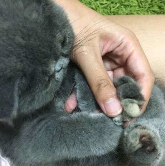 爪をつままれているエキゾチックショートヘア