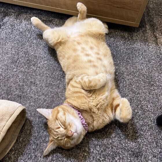 ヘソ天ポーズで寝る茶トラ猫