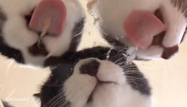 ちゅ〜るをペロペロする猫たち