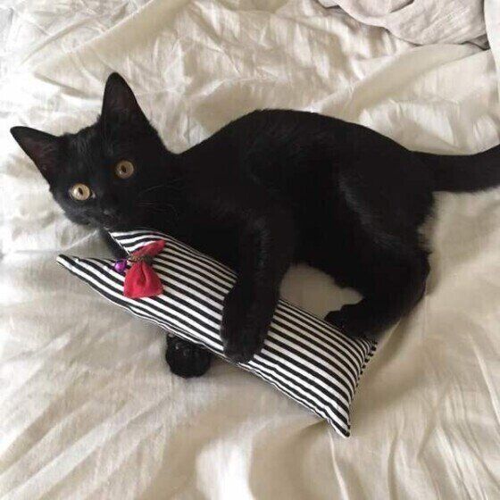 けりぐるみを抱える猫