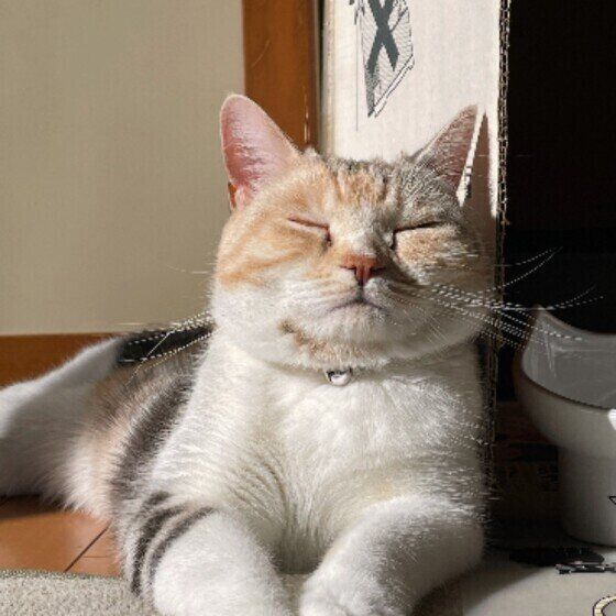 眠そうなスコティッシュフォールド