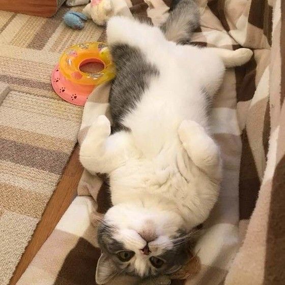 ヘソ天するスコティッシュフォールド