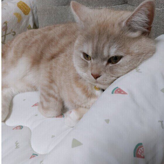 ひんやりグッズでくつろぐレンくん