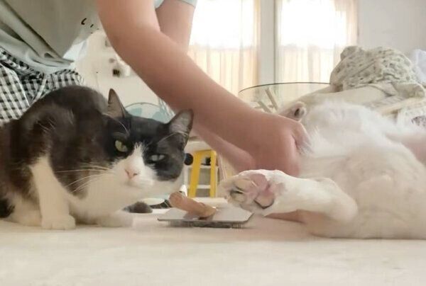 ブラッシングの順番待ちをするちくわぶちゃん