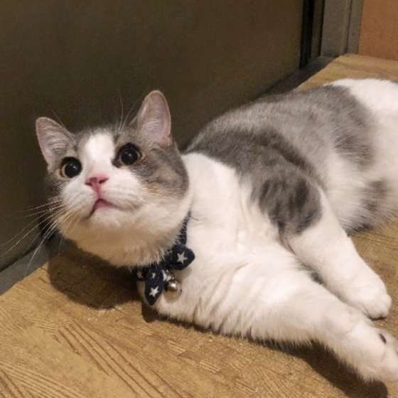 寝そべるマンチカン