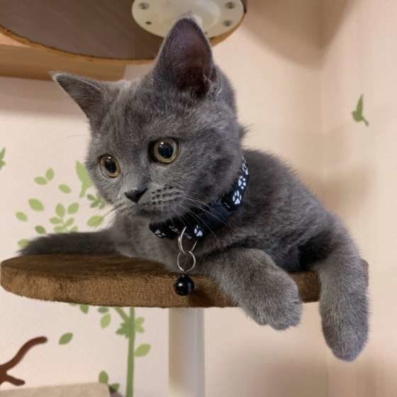 くつろぐスコティッシュフォールド