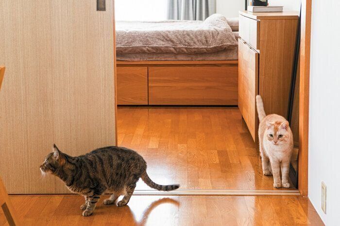 部屋を移動する2匹の猫