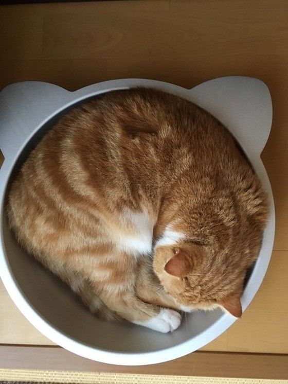 容器に入るスコティッシュフォールド