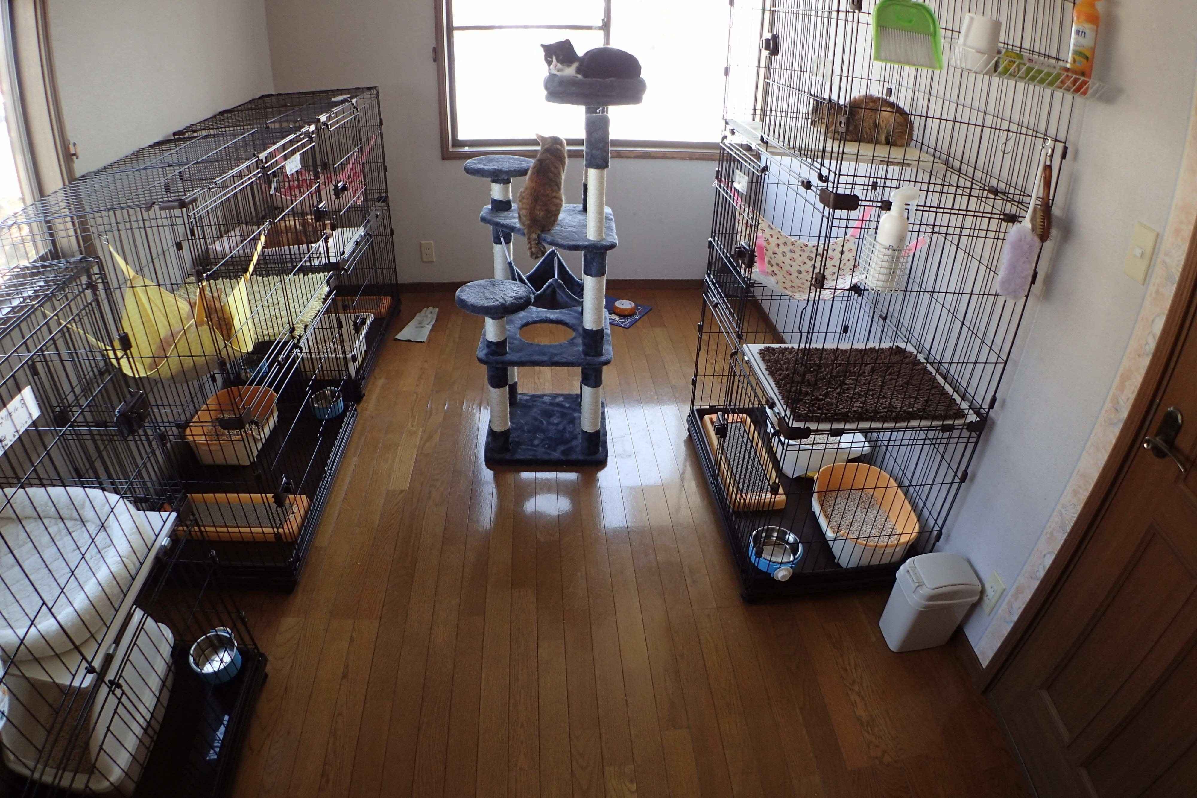 画像提供／御蔵島のオオミズナギドリを守りたい有志の会