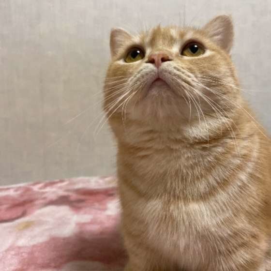 見上げているみかんちゃん