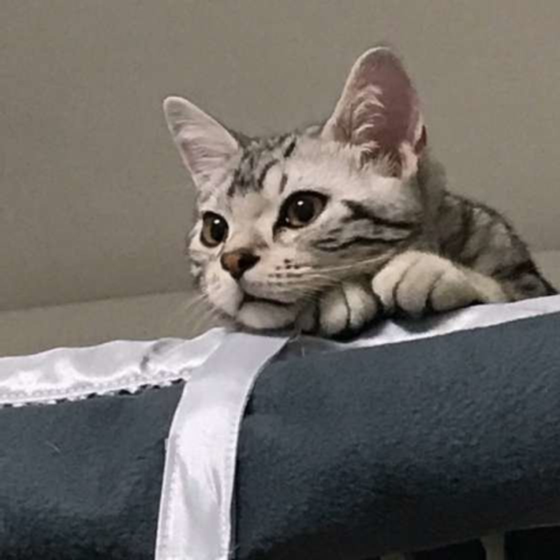 どんな猫が飼いやすいの 性別やお手入れ頻度から考えてみた ねこのきもちweb Magazine どんな猫が飼いやすいの 性別やお手入れ頻度から考えてみた ねこのきもちweb Magazine