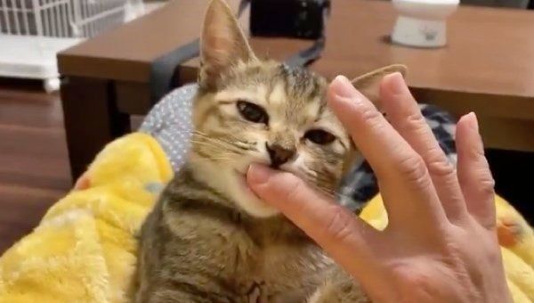 指をハムハムするしじみちゃん