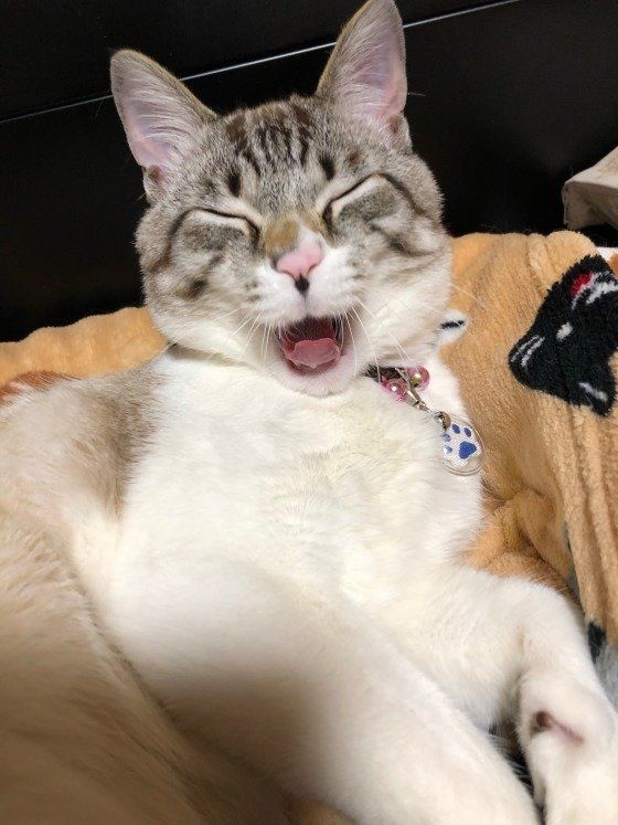 あくびを出す前の猫