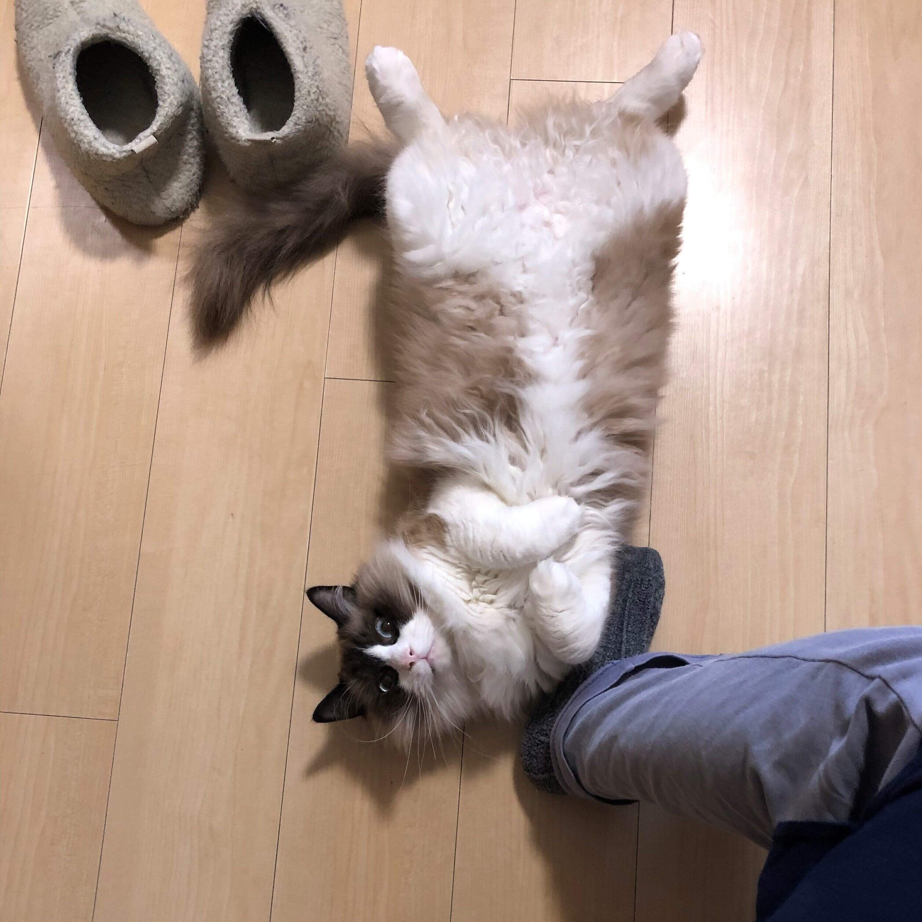 画像／2020年７月号『ねこの「触ってサイン」』