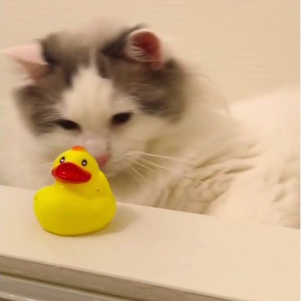 あひる隊長で遊ぶニャンコ