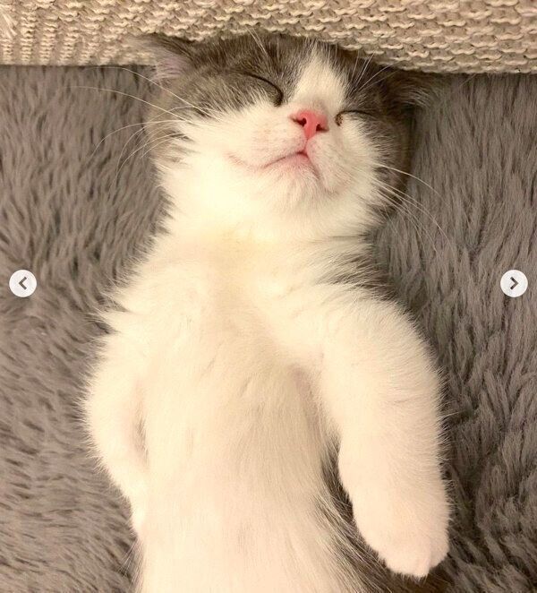 ヘソ天するココタくん