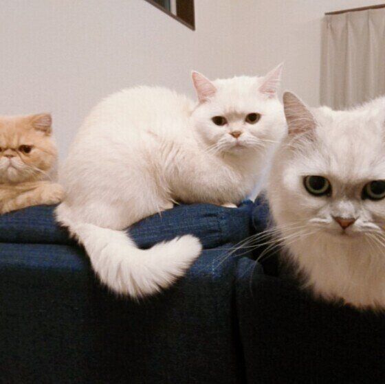 集合するペルシャ