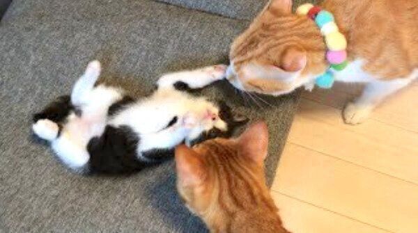 先住猫たちと戯れるむーくん