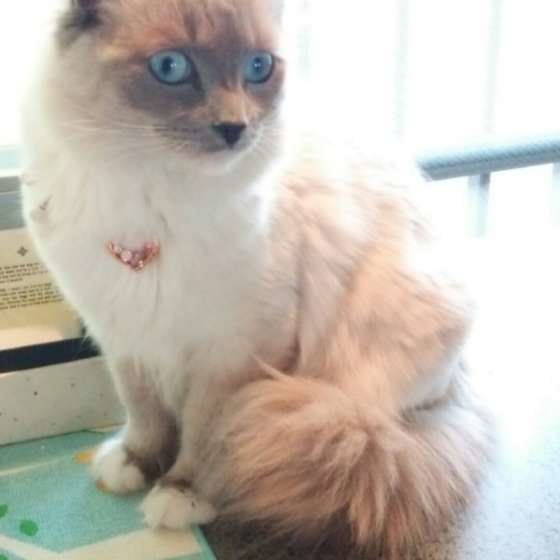 しっぽマフラーするラグドール