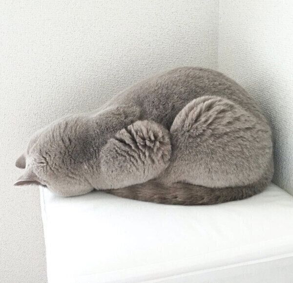 ごめん寝するらむねちゃん