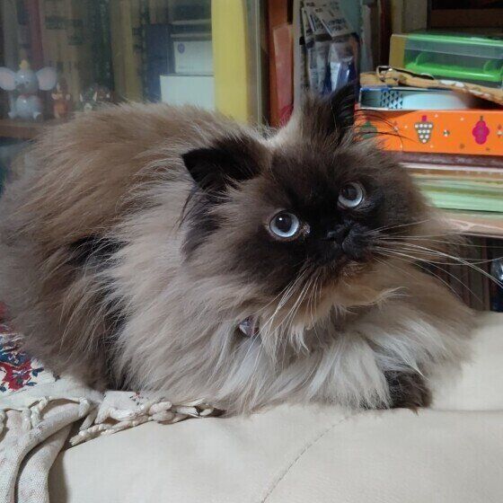 見上げるヒマラヤン