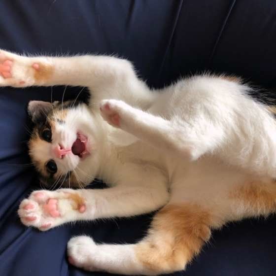 寝転んで遊ぶ子猫