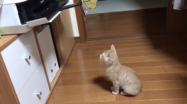 プリンターを見る猫