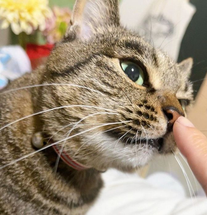 鼻チューするちょびちゃん