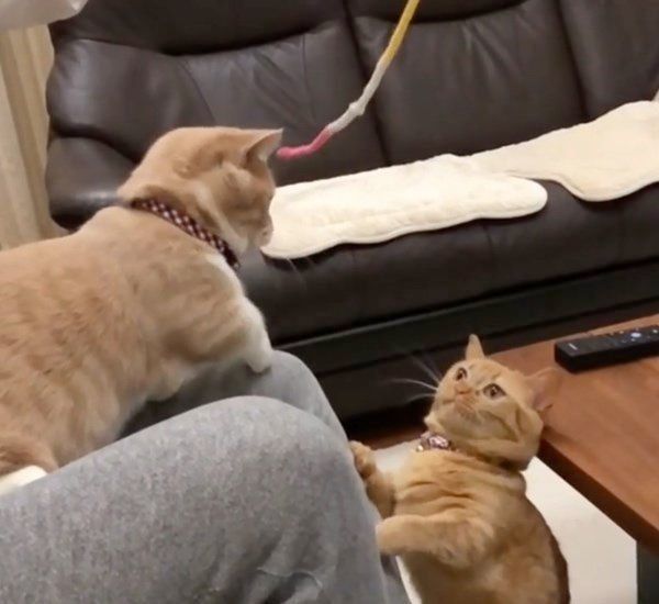 マンチカンのココちゃんとネネちゃん