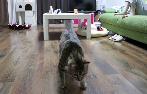 レーザーポインターを狙う猫