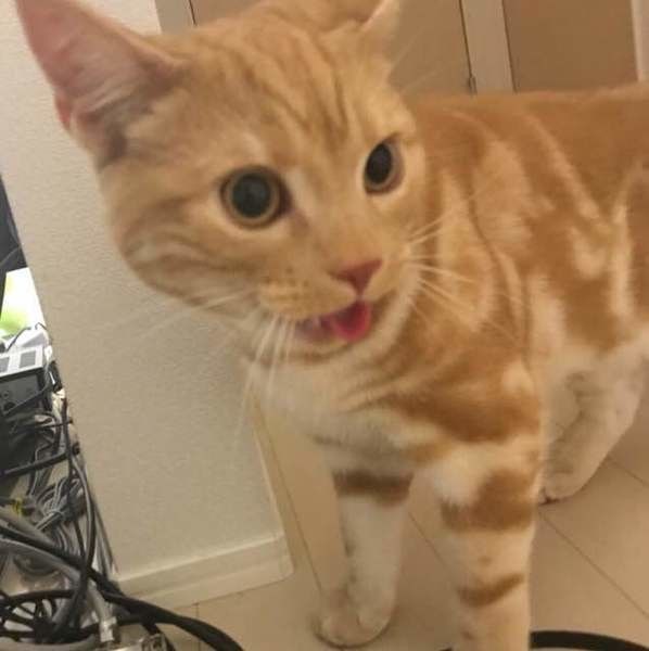 ペイ　アメリカンショートヘア　オス