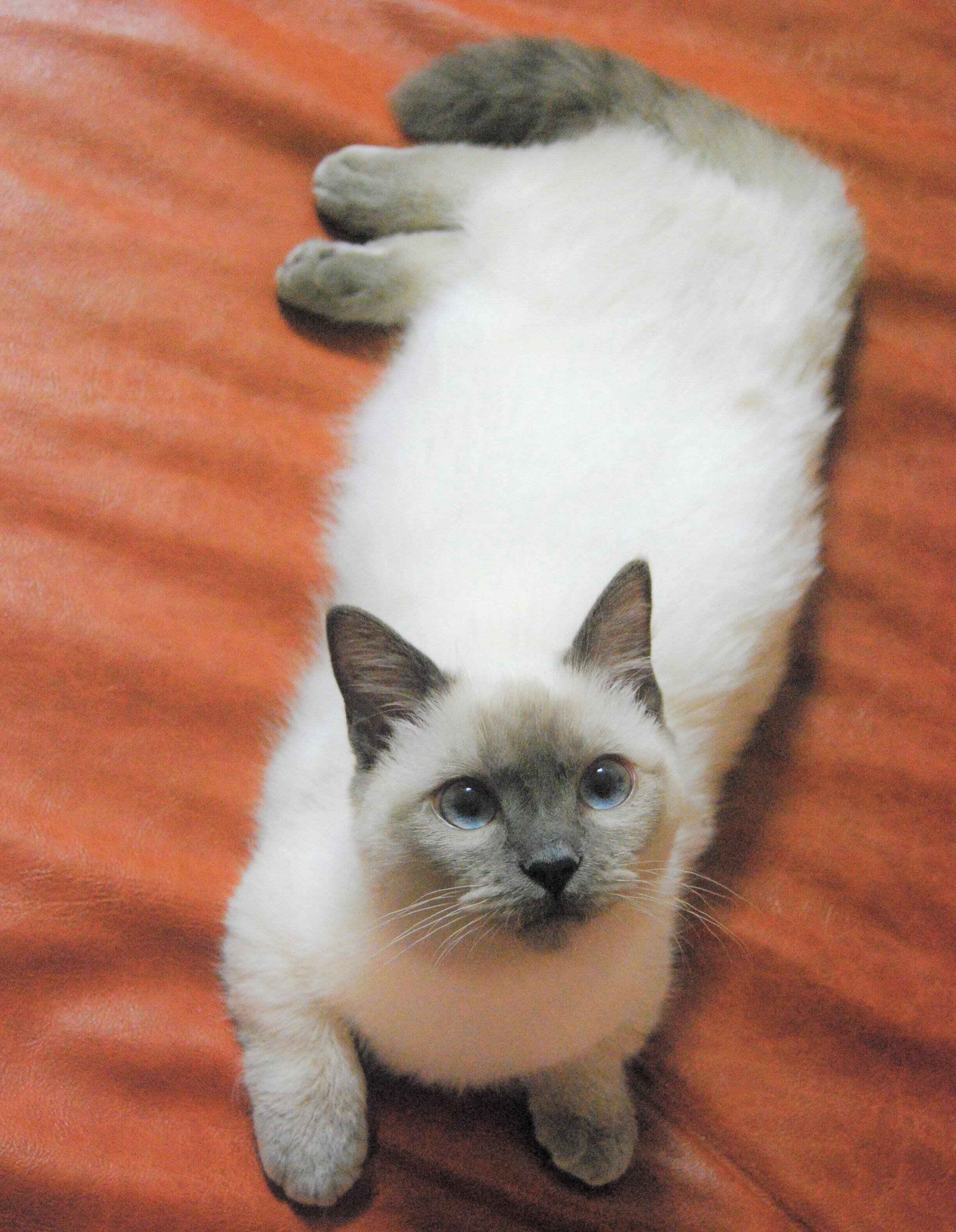 画像／2020年8月号「毛柄トリビア１０」