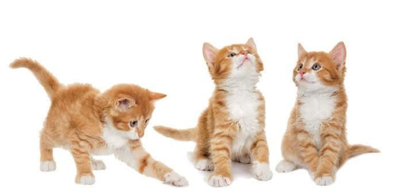 画像付き 猫が吐く理由は 危険な嘔吐物の特徴や見極め方も ねこのきもちweb Magazine 画像付き 猫が吐く理由は 危険な嘔吐物の特徴や見極め方も ねこのきもちweb Magazine