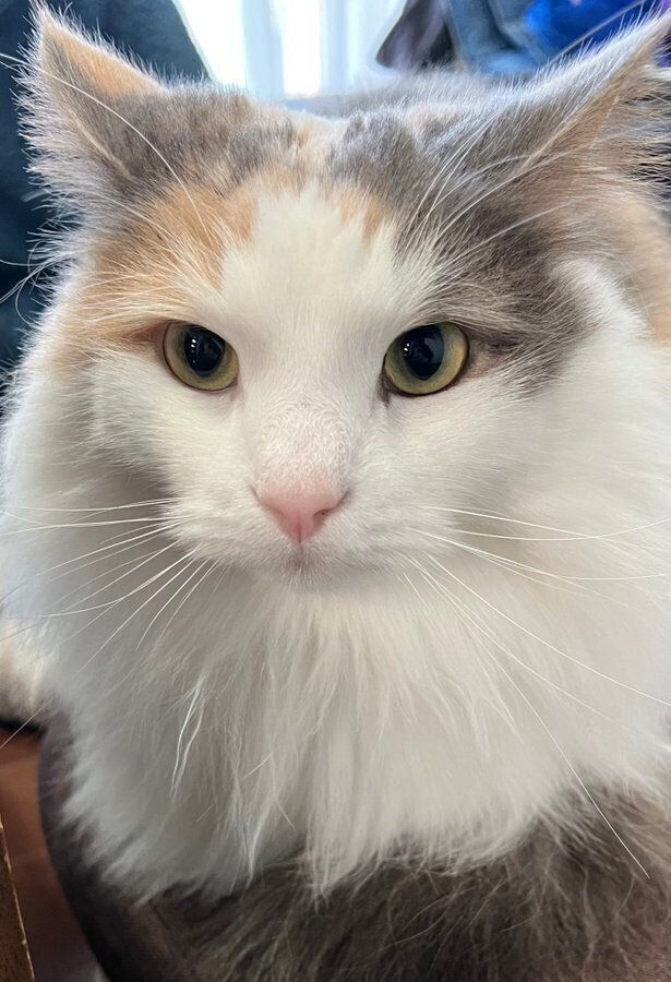 ふだんのおもちちゃん　とっても美猫さん