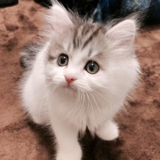 ミヌエットのサスケくん