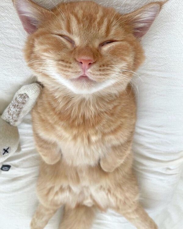 ヘソ天するうにくん