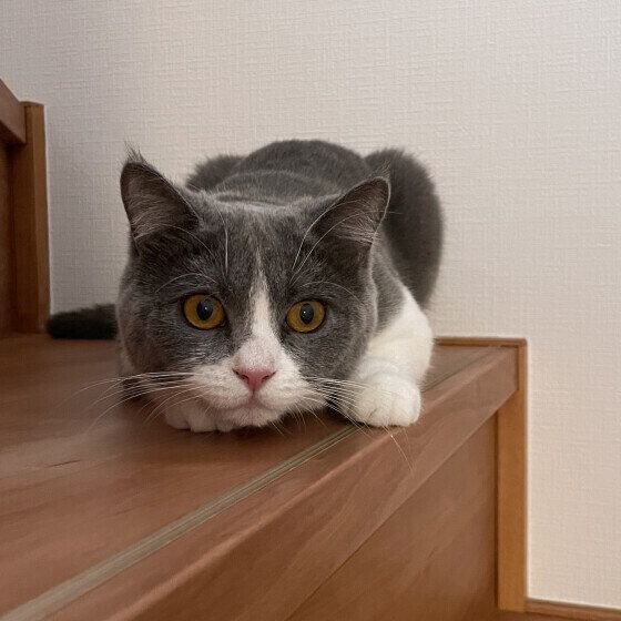 階段伏せるブリティッシュショートヘア