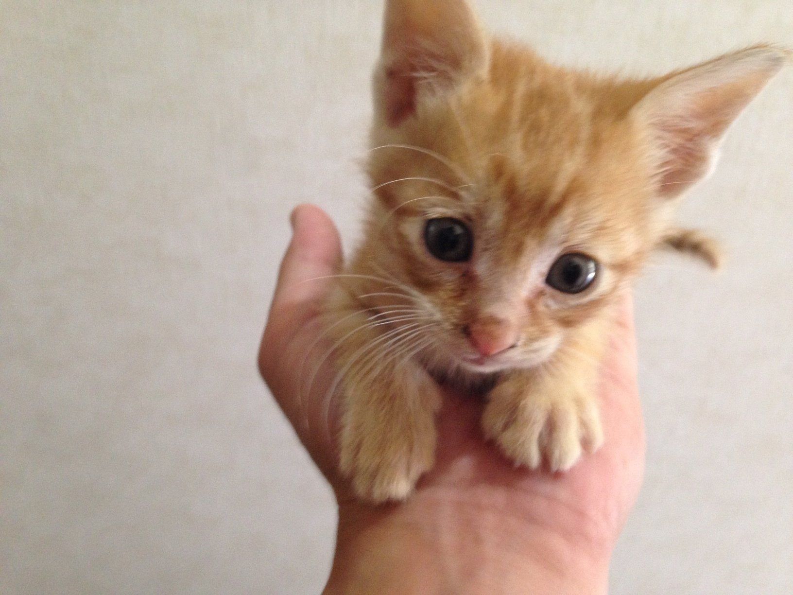 画像／「ねこのきもち」読者提供